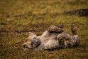 042 Masai Mara, gevlekte hyena